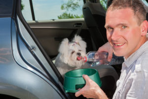 hydrating your dog when traveling