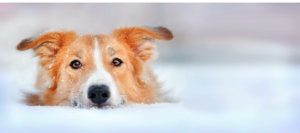 winter pet safety animal medical center appleton