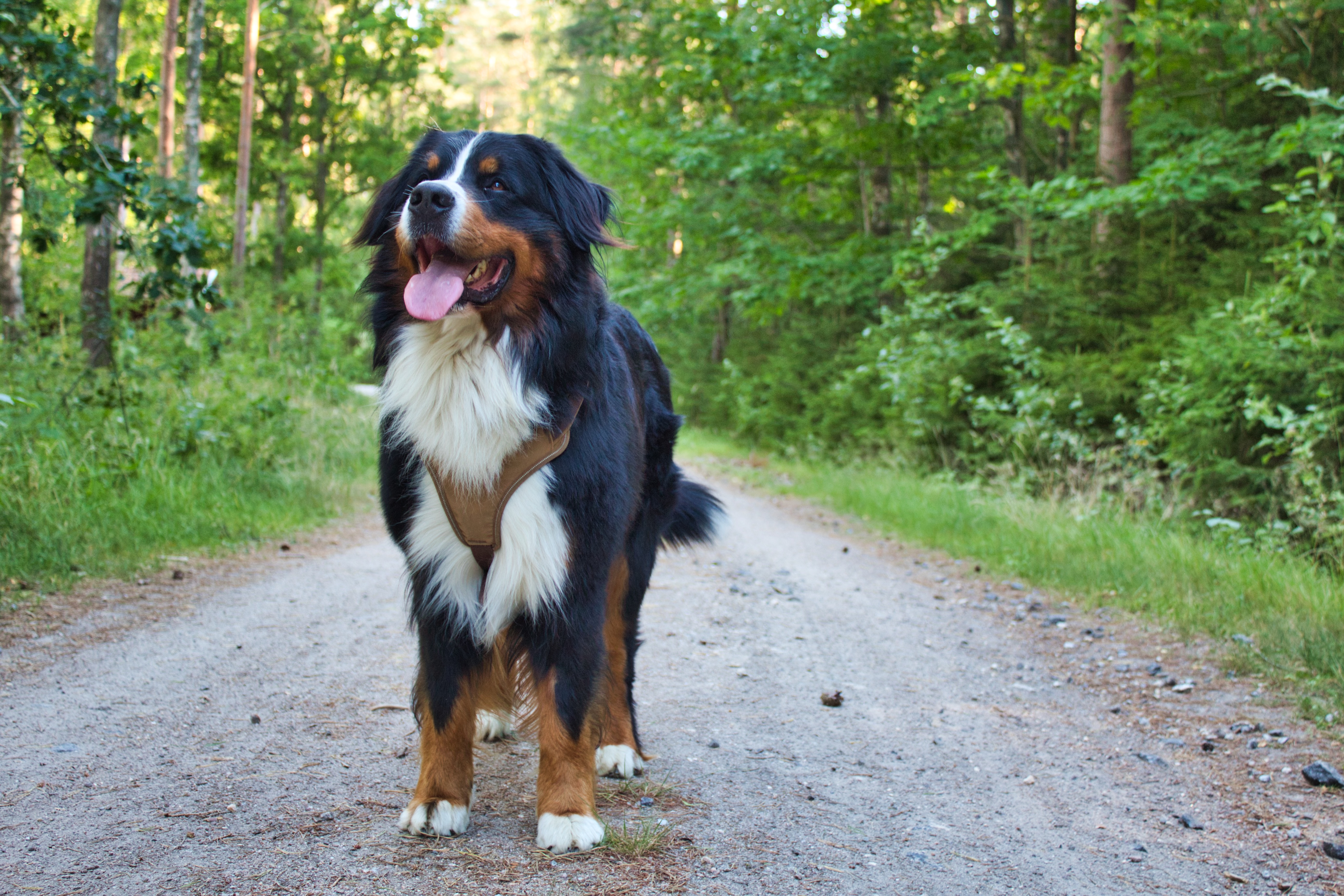 home remedies for stinky dog