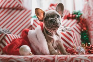 Christmas gifts for your dog or cat