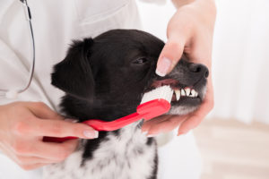 professional pet teeth cleaning