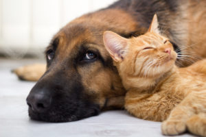 Common veterinarian pet questions