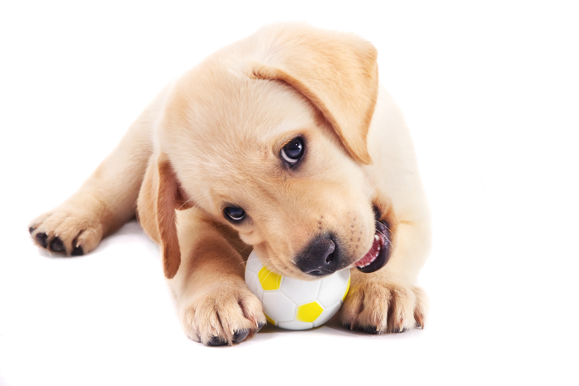 What Toys and Bones to Avoid Giving Your Dog - Animal Medical Center