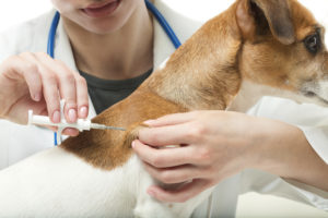 dog vaccines