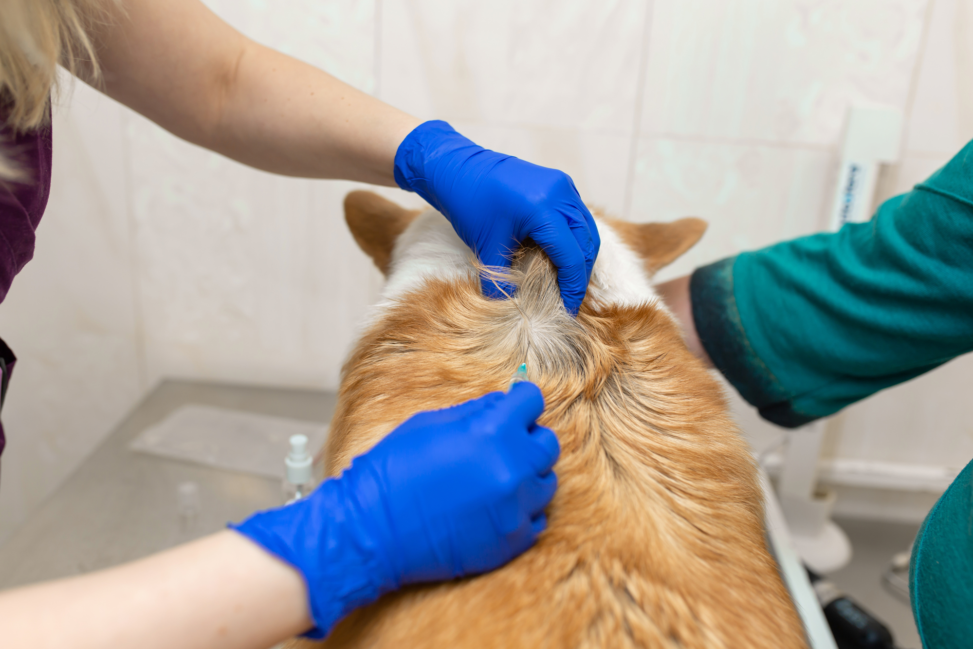 Dog vaccines every Appleton dog owner should be getting