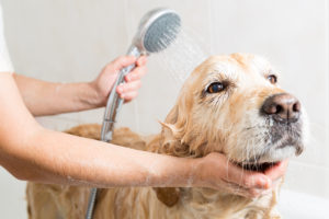 dog's hygiene