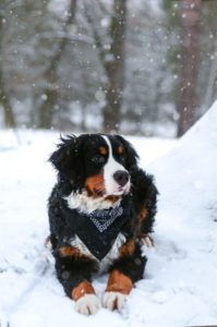 winter pet safety