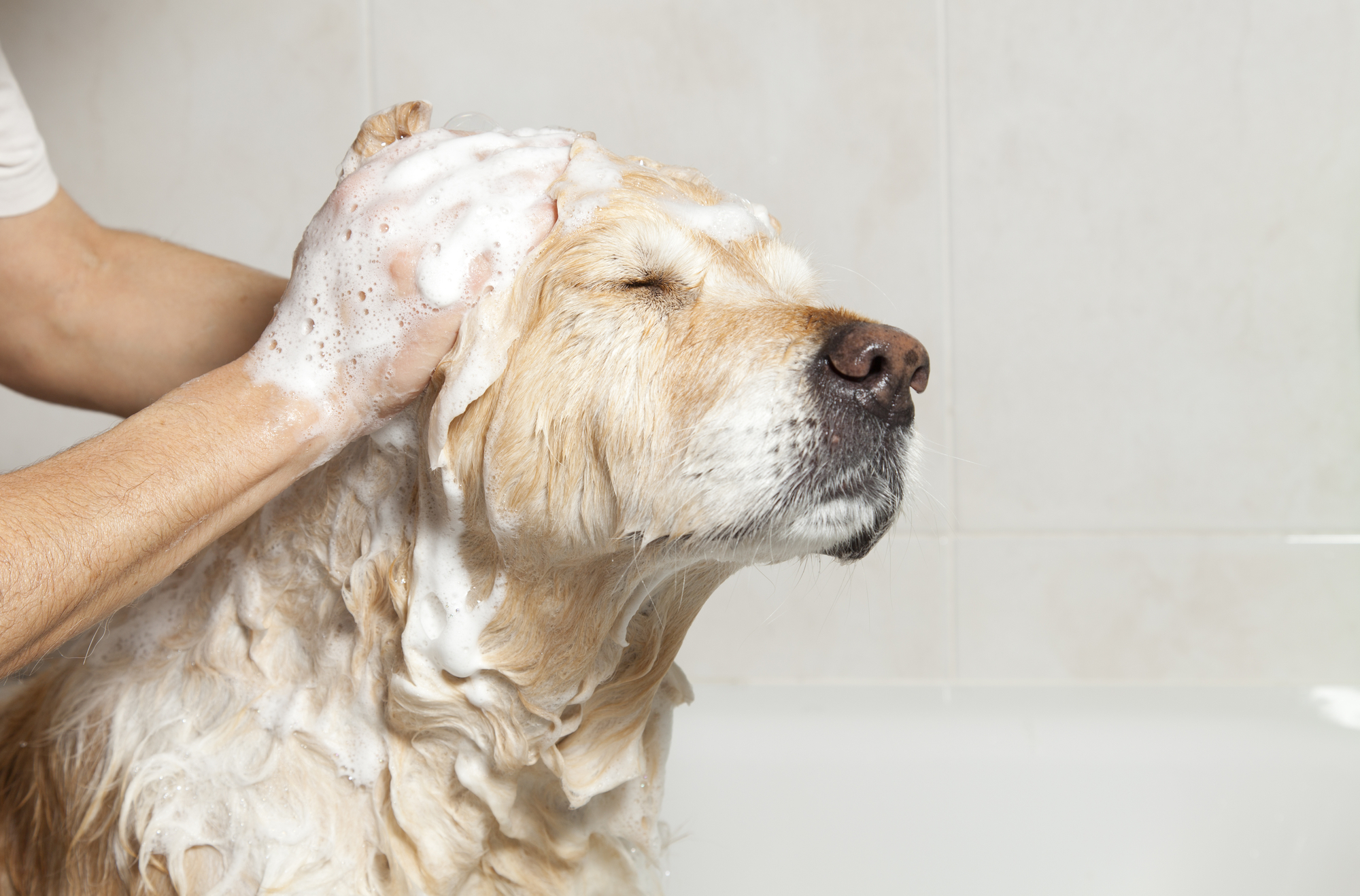 Pet cleaning questions answered by an Appleton Veterinarian