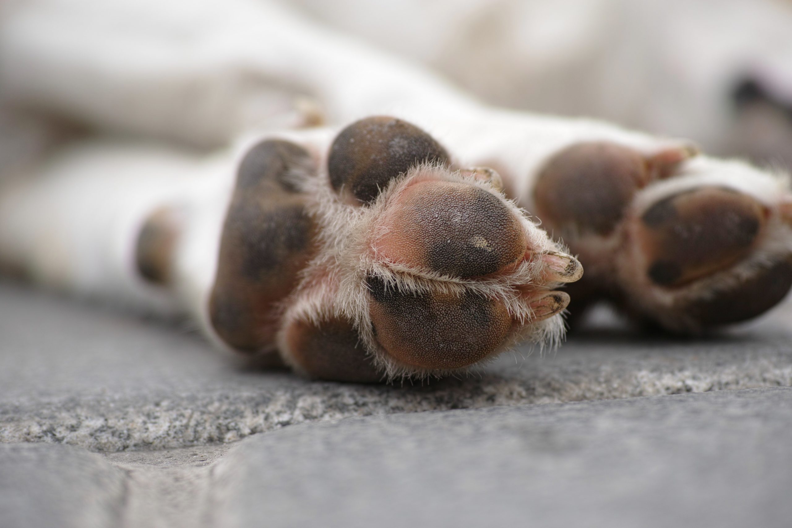 dog paw relief