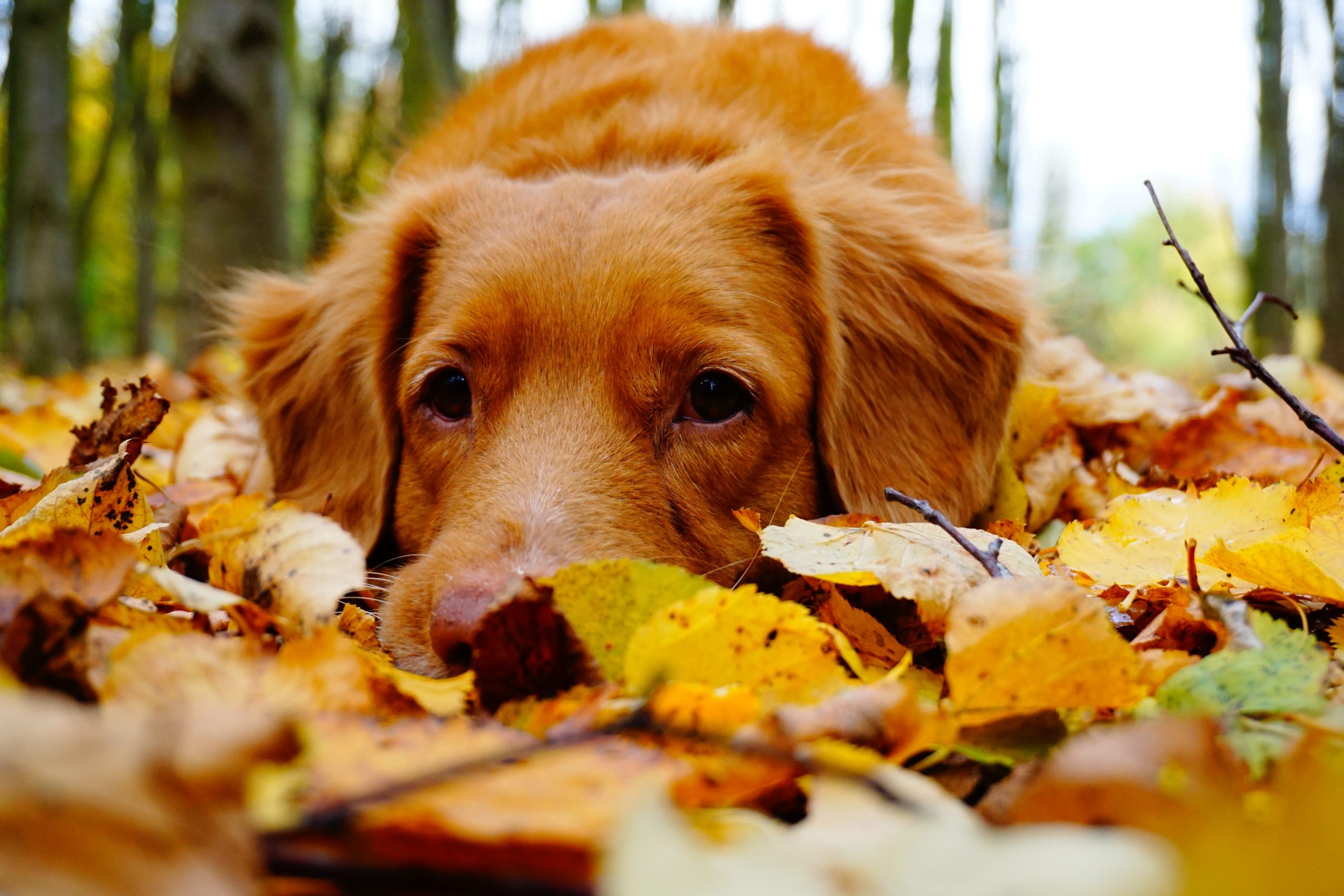 pet health in autumn