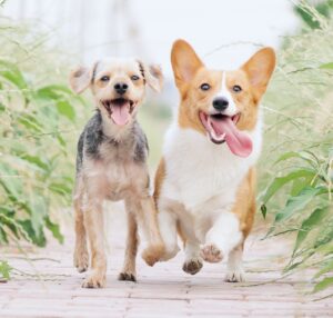 dog fleas